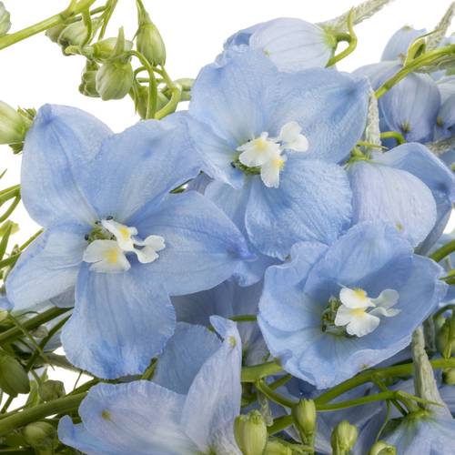 Delphinium hell blau Ballkleid Extra 70cm
