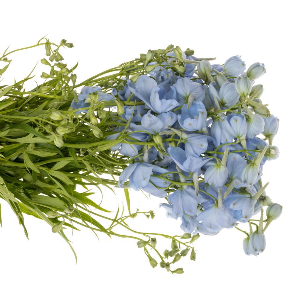 Delphinium hell blau Ballkleid Extra 70cm