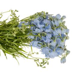 Delphinium hell blau Ballkleid Extra 70cm
