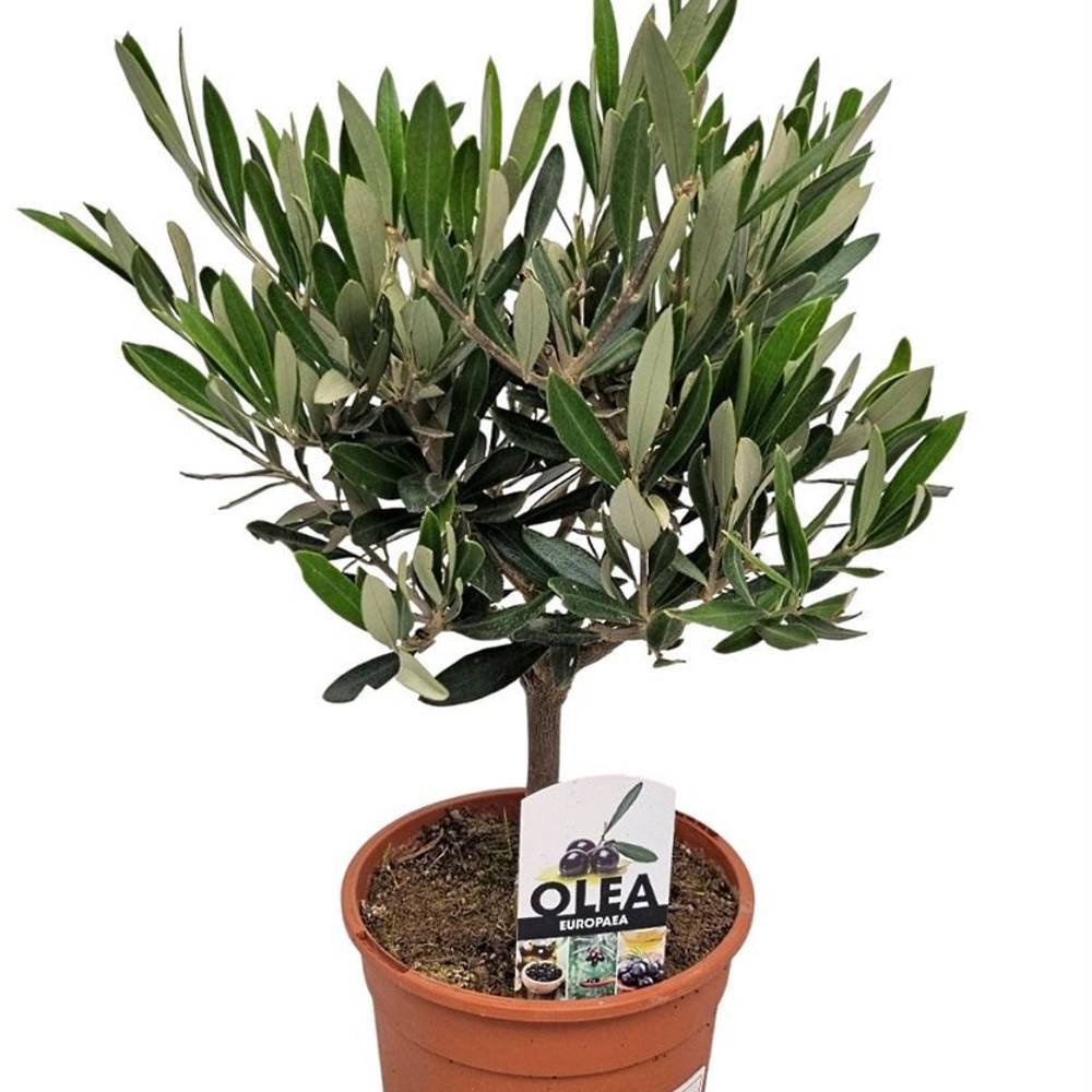Olea Europaea Strauch T15 H40
