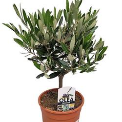 Olea Europaea Strauch T15 H40