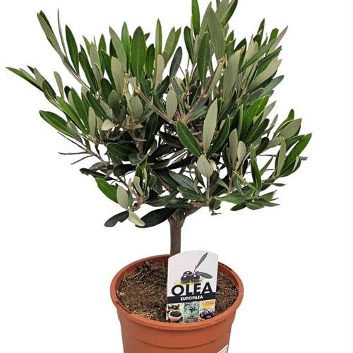 Olea Europaea Strauch T15 H40