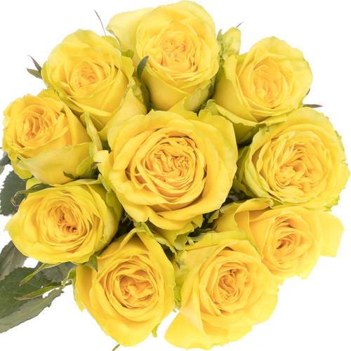 Rose gelb Sunchaser 35cm