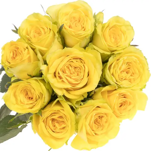 Rose gelb Sunchaser 35cm