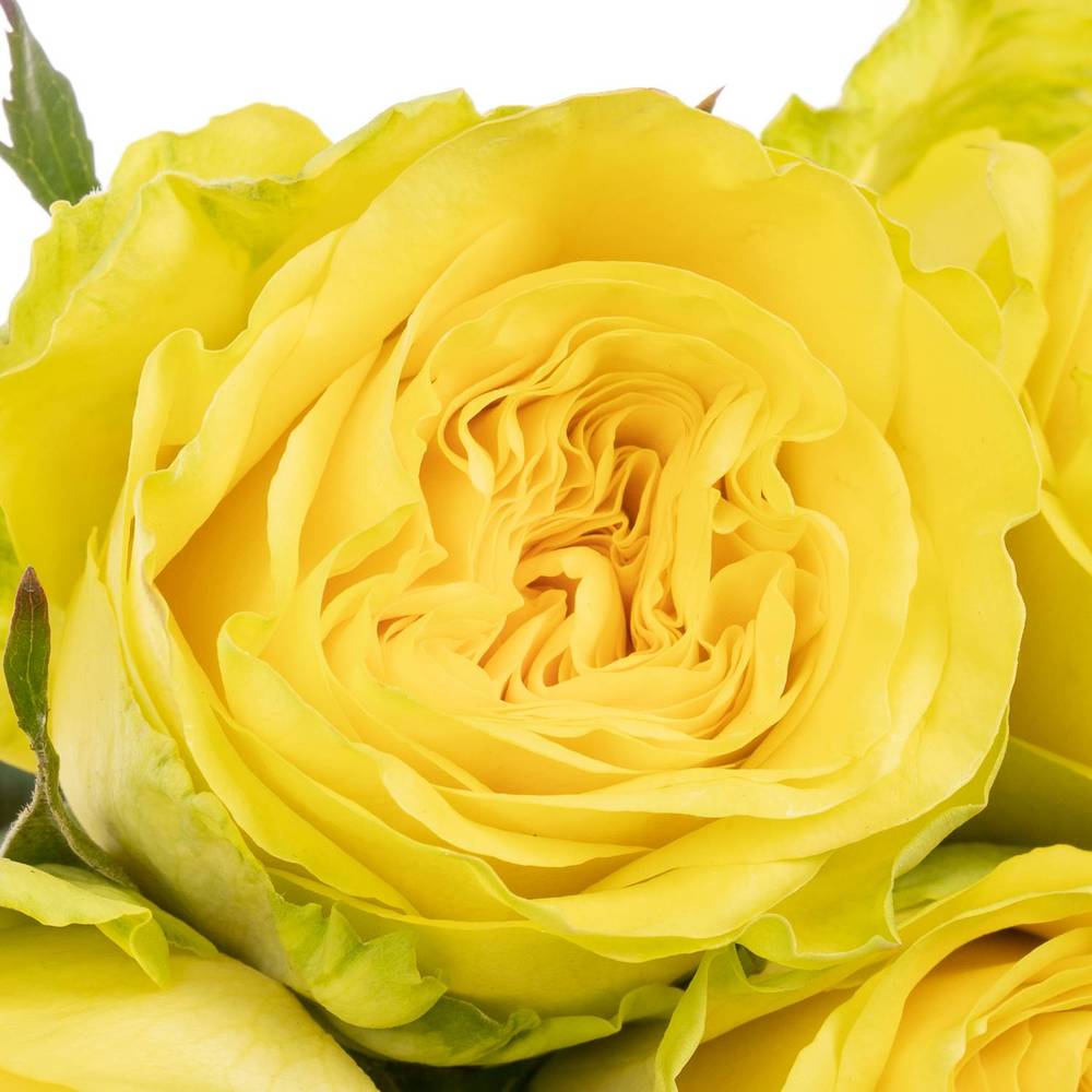 Rose gelb Sunchaser 35cm