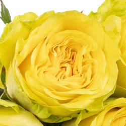 Rose gelb Sunchaser 35cm