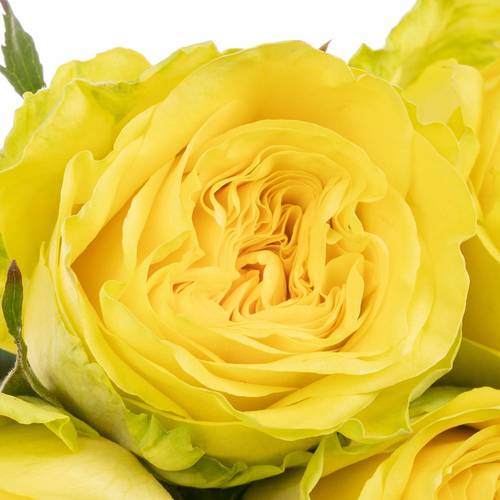 Rose gelb Sunchaser 35cm