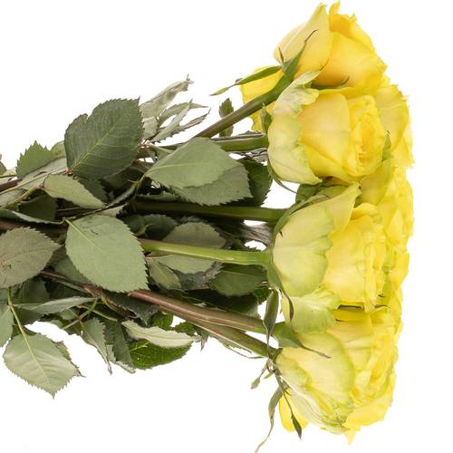 Rose gelb Sunchaser 35cm