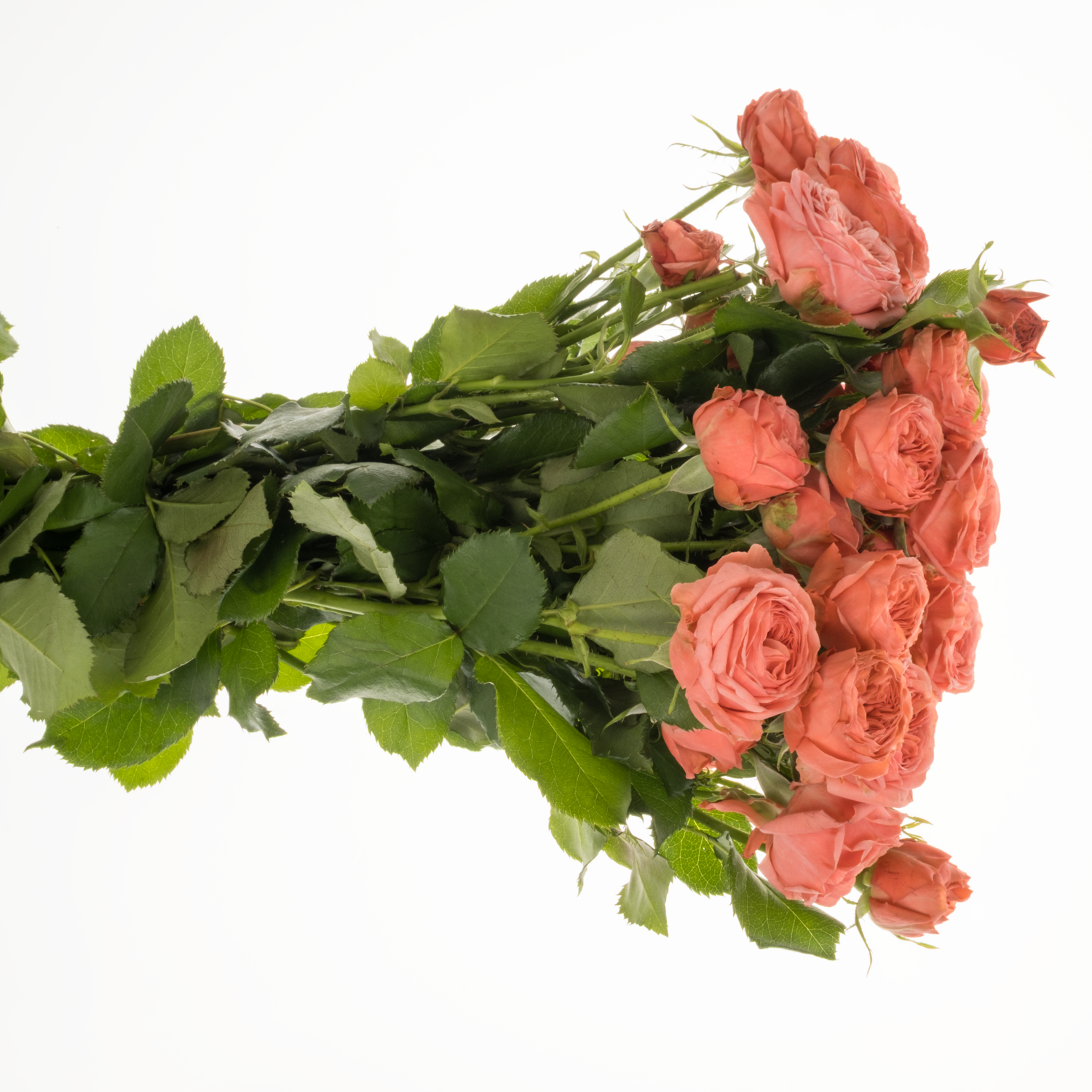 Rose verzweigt lachs Bella Trendsetter 3+Blüte 50cm