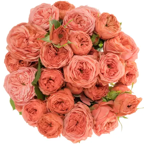 Rose verzweigt lachs Bella Trendsetter 3+Blüte 50cm