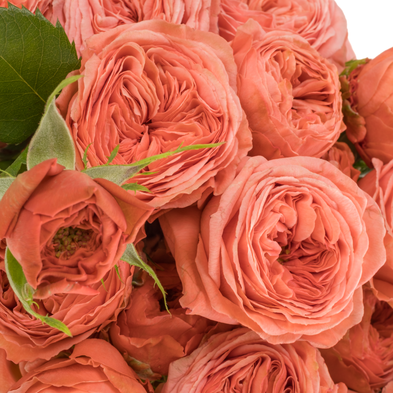 Rose verzweigt lachs Bella Trendsetter 3+Blüte 50cm