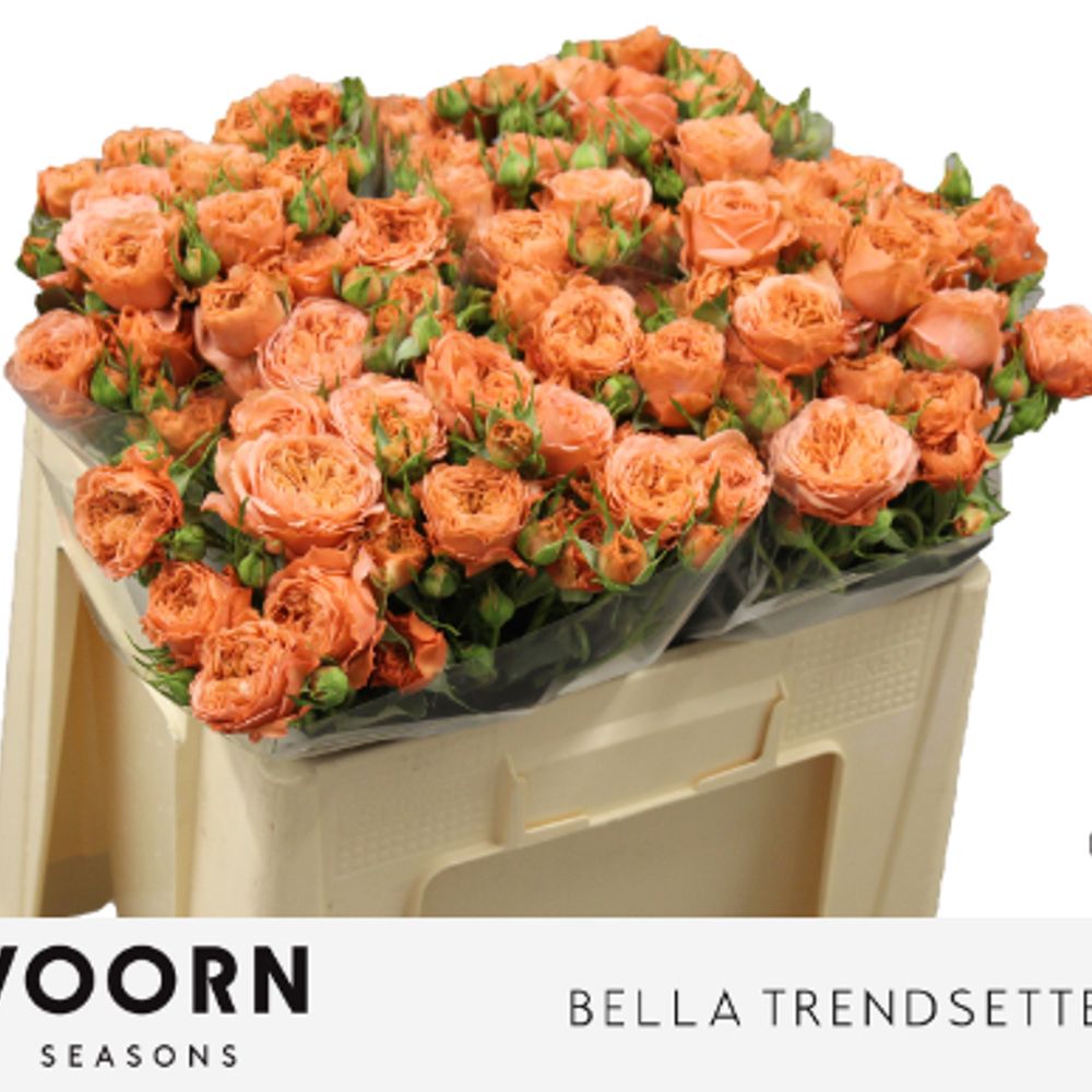 Rose verzweigt lachs Bella Trendsetter 3+Blüte 50cm