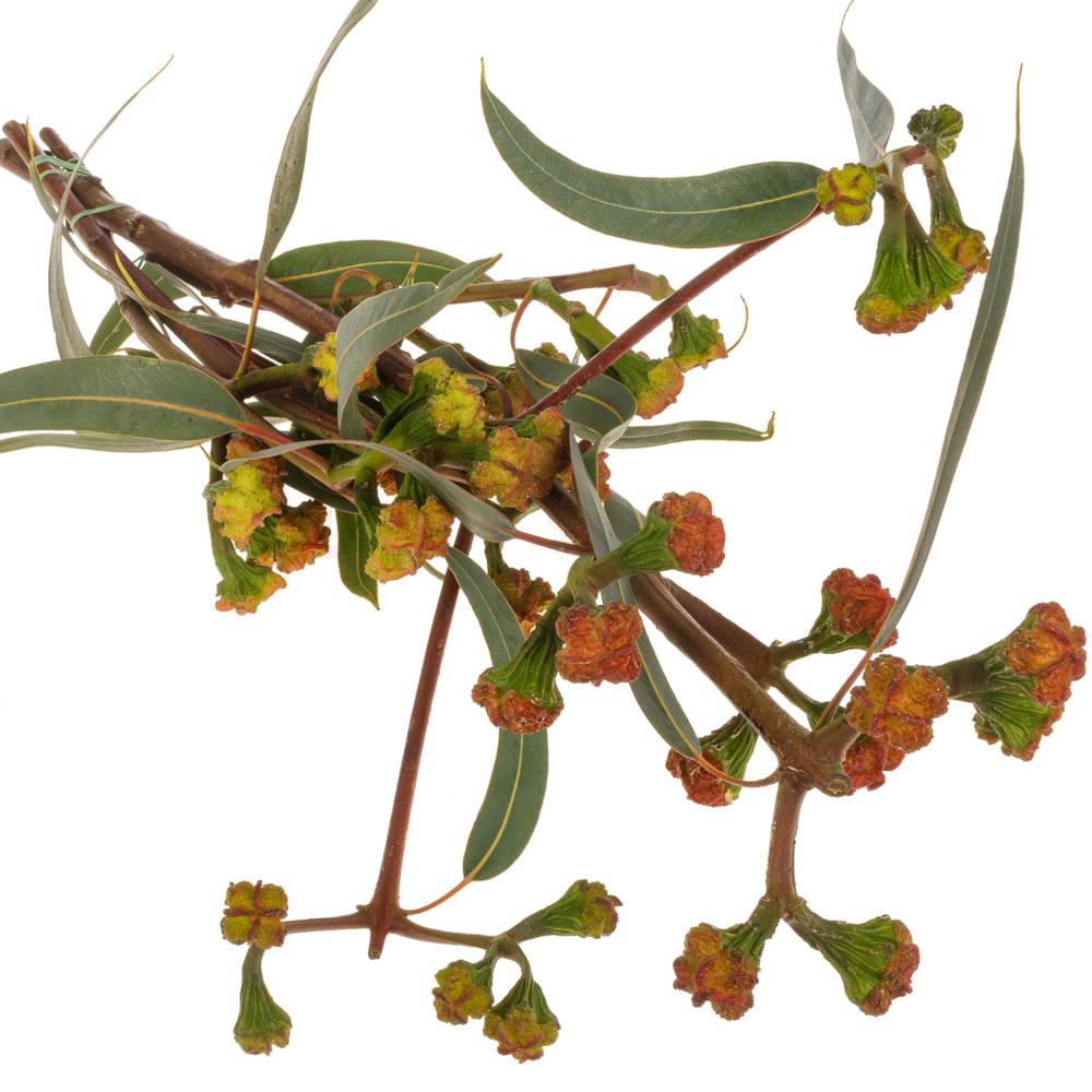 Eukalyptus Kardinal