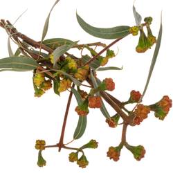 Eukalyptus Kardinal