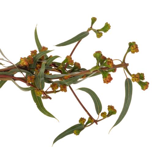 Eukalyptus Kardinal