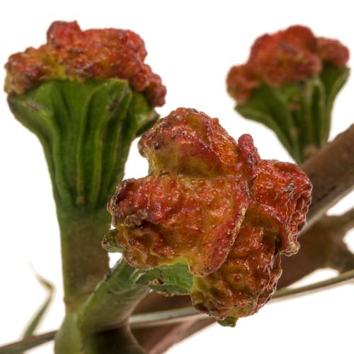 Eukalyptus Kardinal
