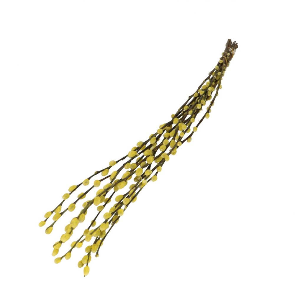 Trocken Zweig Weidenkätzchen gelb L70cm