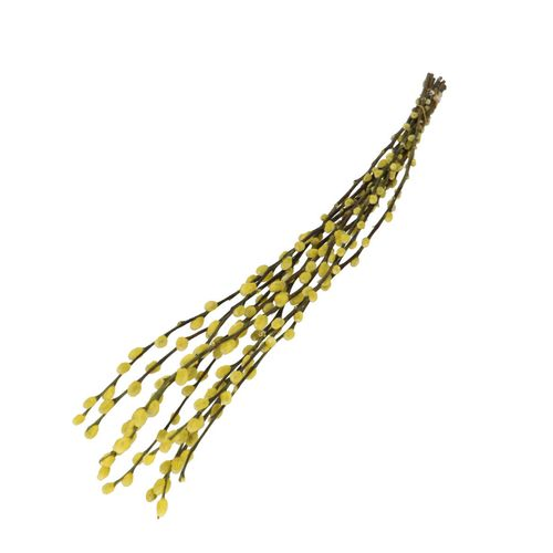 Trocken Zweig Weidenkätzchen gelb L70cm