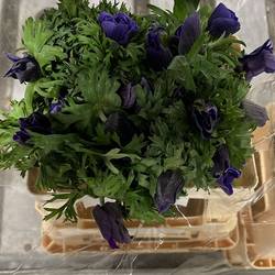 Anemone blau Plus Blue 45cm