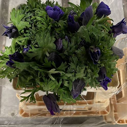 Anemone blau Plus Blue 45cm