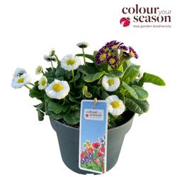 Primula/Bellis/ViolaCornuta im Topf Ibiza T19 H035