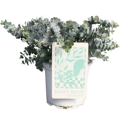 Eukalyptus Pulv. Baby Blue T19 H40