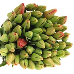 Tulpe Freiland rot Parade 38 Gramm