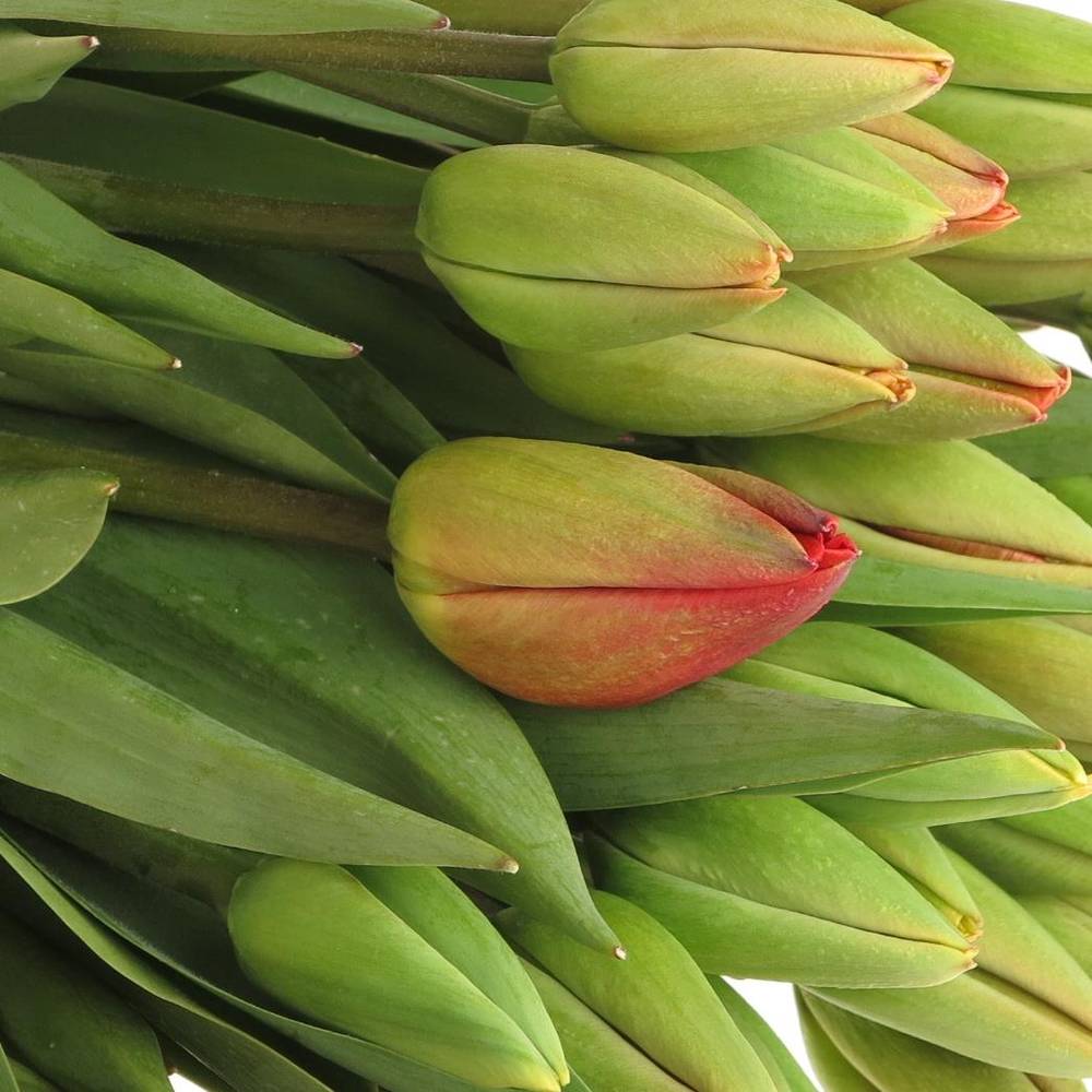 Tulpe Freiland rot Parade 38 Gramm