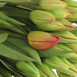 Tulpe Freiland rot Parade 38 Gramm