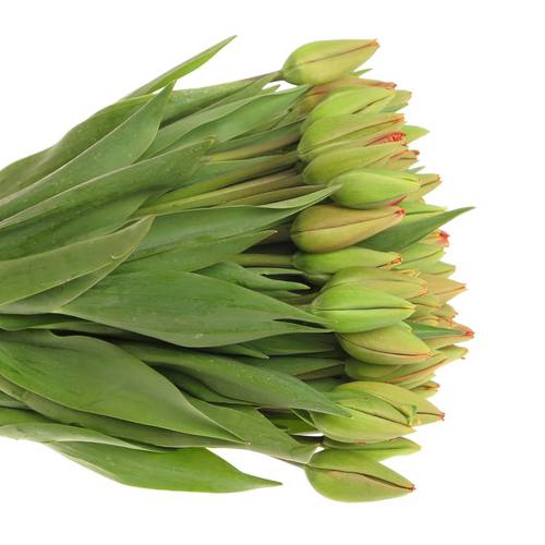 Tulpe Freiland rot Parade 38 Gramm