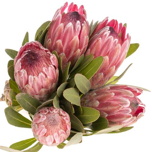 Protea rosa Pink Ice 40cm