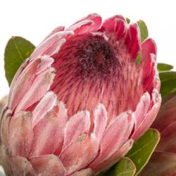 Protea rosa Pink Ice 40cm