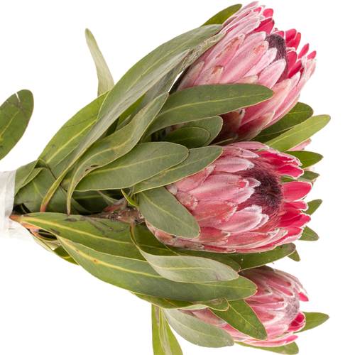 Protea rosa Pink Ice 40cm