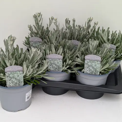 Helichrysum Silvio Silvery T17 H045