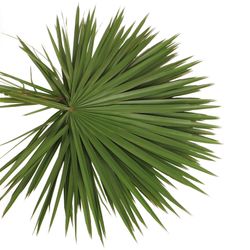 Palmetto grün 55cm