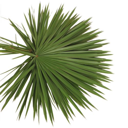 Palmetto grün 55cm