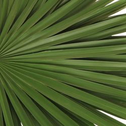 Palmetto grün 55cm