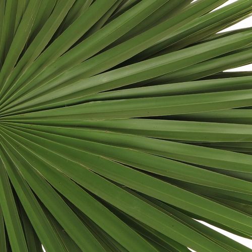 Palmetto grün 55cm