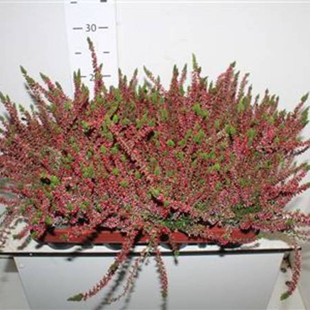 Calluna rot Schnapch. Von Uhr T10,5 H024