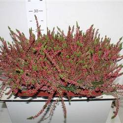 Calluna rot Schnapch. Von Uhr T10,5 H024