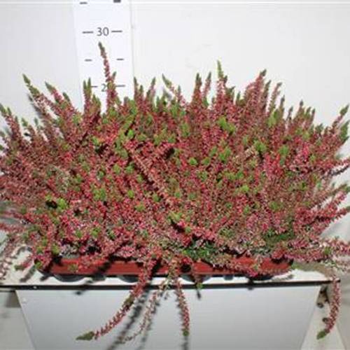 Calluna rot Schnapch. Von Uhr T10,5 H024