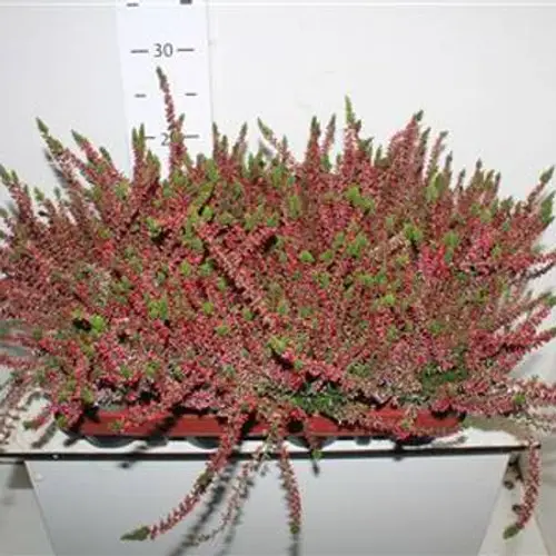 Calluna rot Schnapch. Von Uhr T10,5 H024