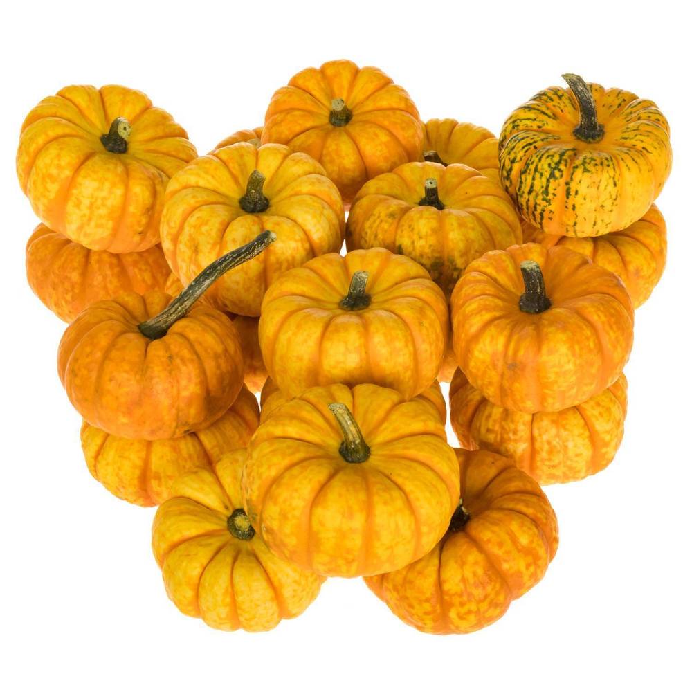 Zierkürbis orange/gelb Spark 8cm