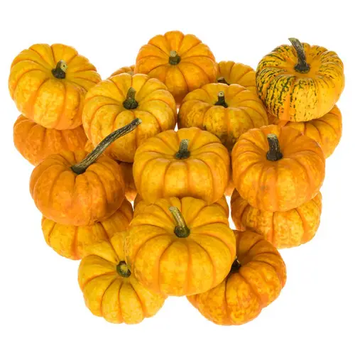 Zierkürbis orange/gelb Spark 8cm