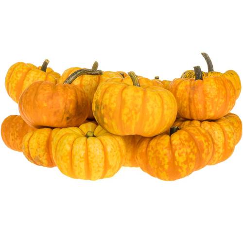 Zierkürbis orange/gelb Spark 8cm