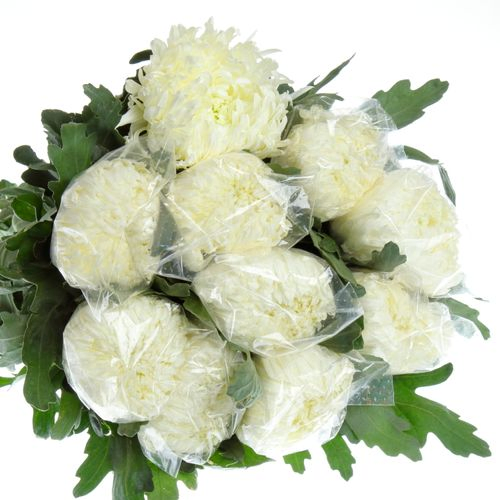 Chrys.Deko weiss Gross 145 Gramm