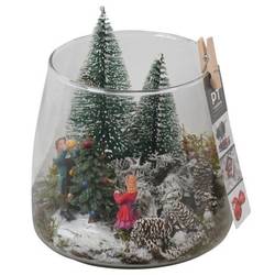 Plagiothec.Arr PTCV7611 Weihnachten T12 H018