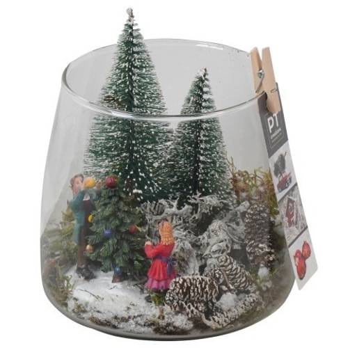 Plagiothec.Arr PTCV7611 Weihnachten T12 H018