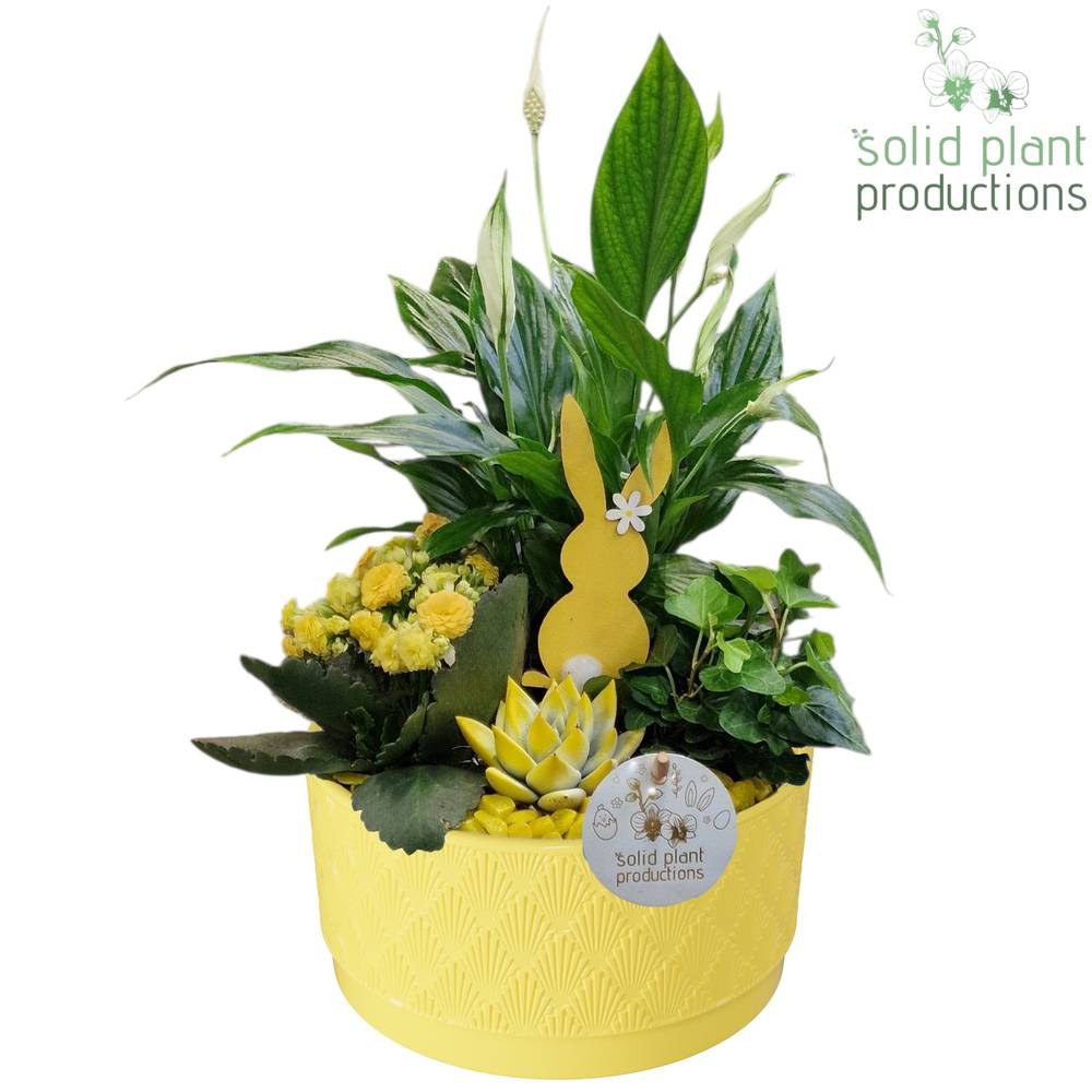 Spath.Arr SE003 Loes gelb Ostern T18 H038