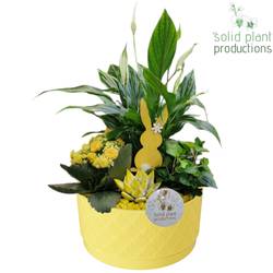 Spath.Arr SE003 Loes gelb Ostern T18 H038
